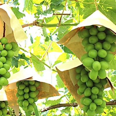 【2026年発送】特選大房シャインマスカット1房(約700～800g) ふるさと納税【配送不可地域：離島・沖縄県】