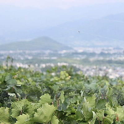 【2026年発送分先行受付】山梨産ブラックビート 2房(約1kg) 化粧箱入り レアな希少品種【配送不可地域：離島・沖縄県】