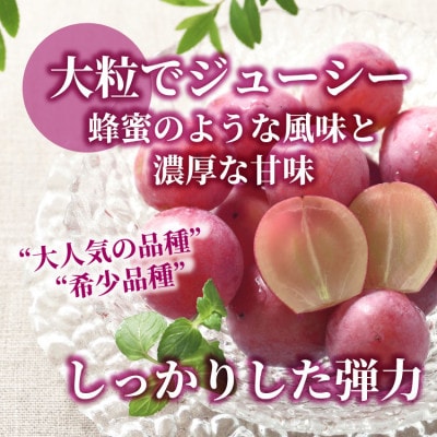 【数量限定】希少!赤い宝石　『クイーンニーナ』　2房　山梨のぶどう　クインニーナ【配送不可地域：離島・沖縄県】