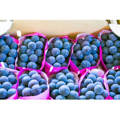 2026年先行受付銀河農園まきおか 巨峰 約1.5kg (3～4房)【配送不可地域：離島】