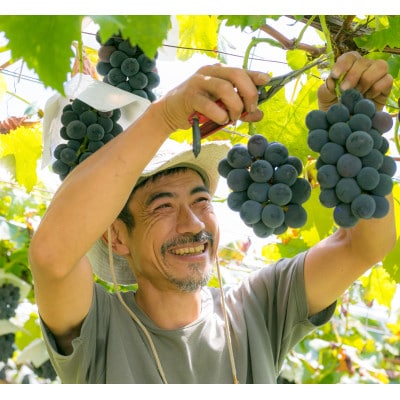 2026年先行受付 銀河農園まきおかの甘くてジューシーな巨峰(種なし)約2kg(4～5房)【配送不可地域：離島】