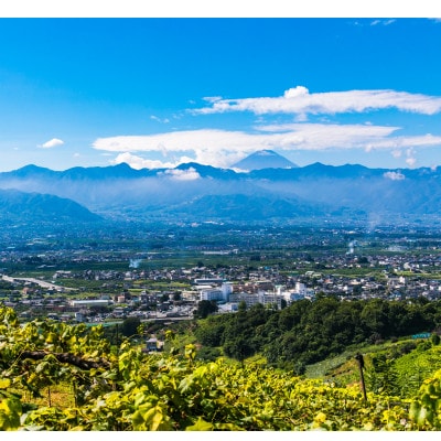 2026年先行販売　銀河農園まきおかのシャインマスカット(種なし)約1.5kg(2～3房)【配送不可地域：離島】