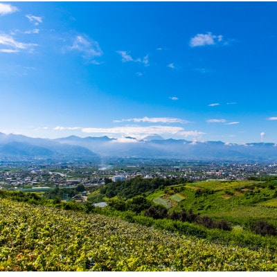 2026年先行販売　銀河農園まきおか シャインマスカット 約2.0kg (3～4房)【配送不可地域：離島】