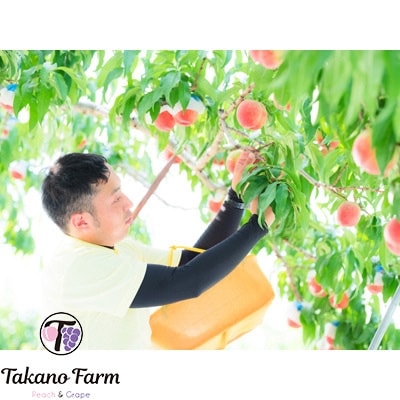 【2026年先行予約】完熟収穫桃 約3kg 山梨県産 自社農園産直 Takano Farm【配送不可地域：離島】
