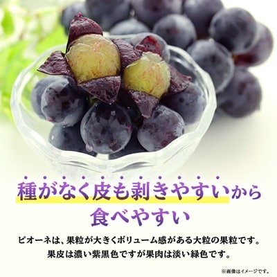 【2026年先行受付】ピオーネ 約550g×3房 山梨市産 「ピオーネ(種なし)」 詰め合わせ【配送不可地域：離島・沖縄県】