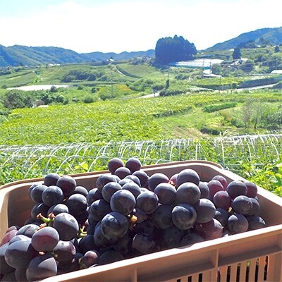 ぶどうジュース 桃ジュース 各720ml 計2本 山梨県産【牧丘の巨峰】＆【山梨の桃】ジュースセット