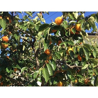 甲州名産「枯露柿」L～LLサイズ9～12個入り　1kg前後