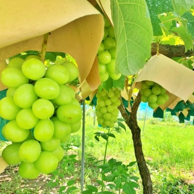 【2026年先行受付】山梨県山梨市産　旬の採れたてシャインマスカット　秀等品　約1.2kg　2～3房【配送不可地域：離島・沖縄県】