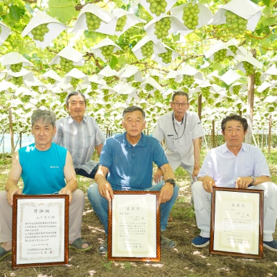 【2026年先行予約】農家直送シャインマスカットパック入1.6kg以上(1房400g×4)【配送不可地域：離島】