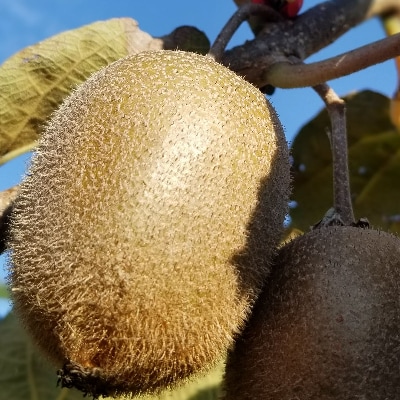 キウイフルーツ(ヘイワード)約2kg