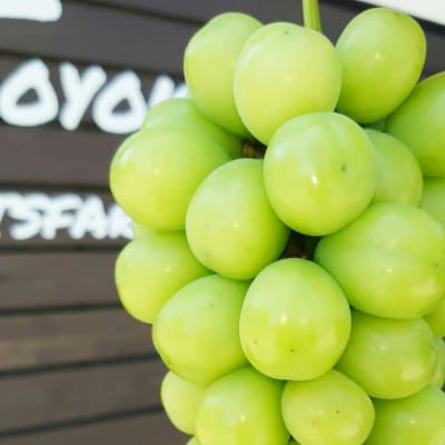 【2026発送予定】特選!シャインマスカット2房化粧箱入　山梨市産地直送　約500g×2房【配送不可地域：離島】