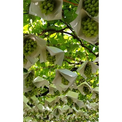 【2026発送予定】シャインマスカット (約2kg箱) 農家直送朝どりシャインマスカット3～4房【配送不可地域：離島】