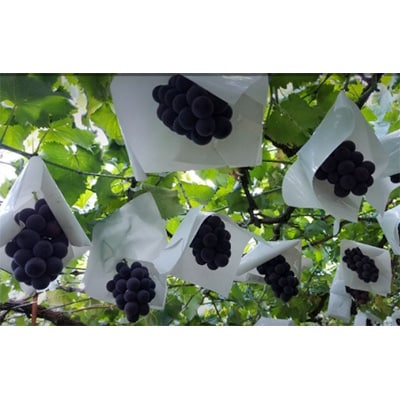 【2026発送予定】農家朝どり種無し巨峰　3～5房入り　山梨市産地直送　約2kg以上【配送不可地域：離島】