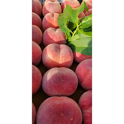 【2026発送予定】数量限定!【高級桃桐箱入り】5～6玉入り　山梨市産地直送　約2kg箱【配送不可地域：離島】