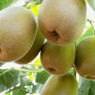 【2026発送】レッドキウイフルーツ化粧箱入り　産地直送約1.5kg(12～18玉)【配送不可地域：離島】