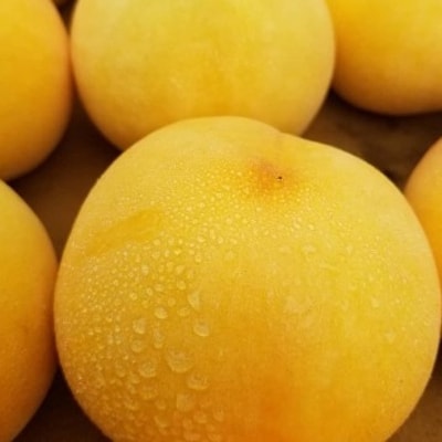 【2026発送予定】黄金桃　農家朝どり直送特選桃　4～6玉入り　2kg以上【配送不可地域：離島】