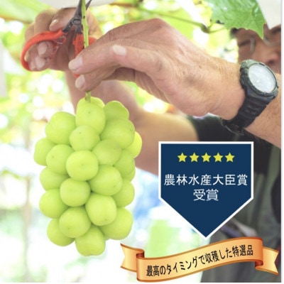 【2026年発送 先行受付】シャインマスカット2房 (計1kg程度) 生産者直送 ! 山梨市万力産【配送不可地域：離島】