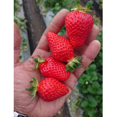 【いちご280g×4パック】坂の上のいちご 山梨県山梨市産【配送不可地域：離島】