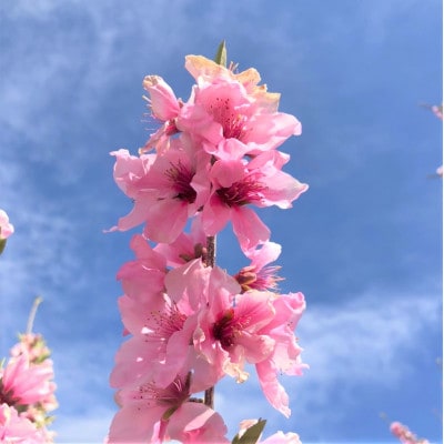 《2026年発送　先行受付》桃 『白鳳系』 約2kg 5～8玉 朝もぎ直送! 選び抜かれた桃【配送不可地域：離島】