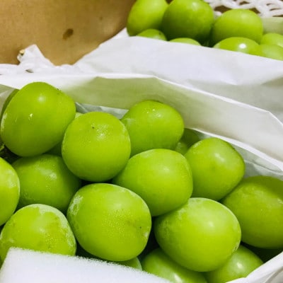 【2026年 先行予約】朝採り シャインマスカット 約1.2kg(2～4房入り) ふるさと納税【配送不可地域：離島・沖縄県】