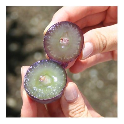 【2026年発送分先行受付】藤稔 ふじみのり (種なし) 2房 約1kg 話題の大粒ぶどう【配送不可地域：離島・沖縄県】