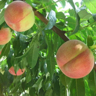 《2026年 先行予約》農家直送 桃名産地 山梨の桃 秀品 約3kg【配送不可地域：離島・沖縄県】