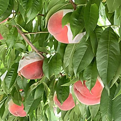 もも(8～9玉)/80【配送不可地域：離島】