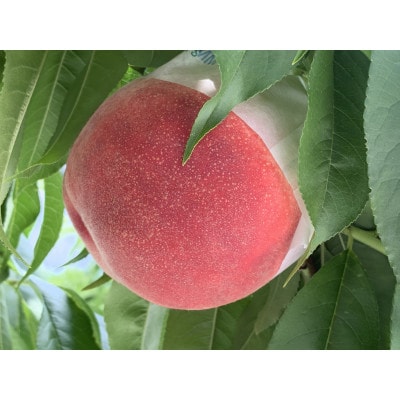 もも(13～15玉)/100【配送不可地域：離島】