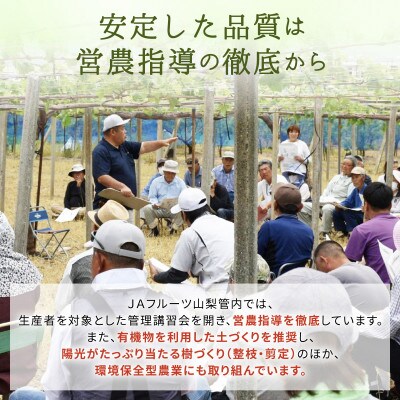 シャインマスカット(8房)【配送不可地域：離島】