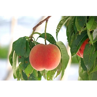 【2026年先行受付】新鮮!山梨市産 桃 約3kg(8～12玉)【配送不可地域：離島】