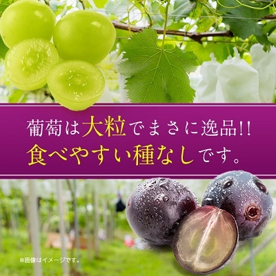 2026年先行受付 旬の葡萄セット2kg (シャインマスカット 巨峰 各2房 種なし)【配送不可地域：離島】