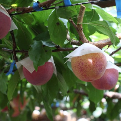【ふるさと納税】2026年先行予約 山梨県山梨市産 貴陽すもも 約1.5kg (8玉～10玉程度)【配送不可地域：離島】
