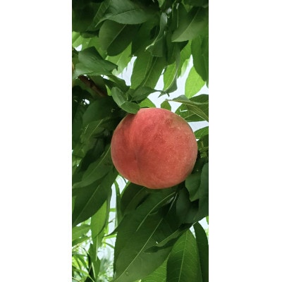 【2026年先行受付】農家直送の桃　2kg【配送不可地域：離島】