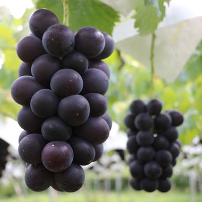 2026年先行予約 山梨県山梨市牧丘産 巨峰 約1.0Kg以上 2～3房【配送不可地域：離島】