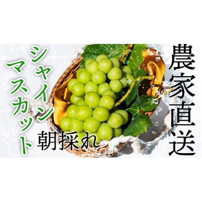 【2026年先行受付】農家直送のシャインマスカット4kg【配送不可地域：離島】