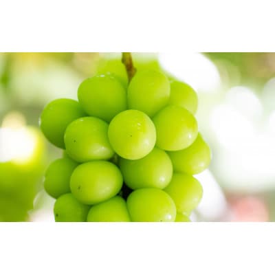 【2026年先行受付】農家直送のシャインマスカット1kg【配送不可地域：離島】