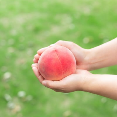 【2026年 先行受付】日本一の桃の里 山梨直送!完熟桃4～6玉  約1.5kg ギフト化粧箱入り【配送不可地域：離島・沖縄県】