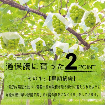 《2026年発送　先行受付》朝もぎ直送!!過保護に育った葡萄『のびのび育てたシャインマスカット』2房【配送不可地域：離島】