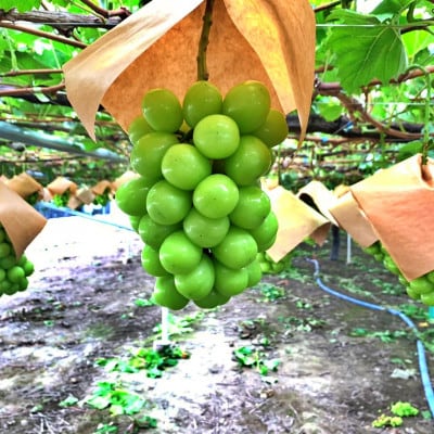 【2026年発送先行受付】山梨県山梨市産　特選　旬の採れたてシャインマスカット約1.2kg　2～3房【配送不可地域：離島】
