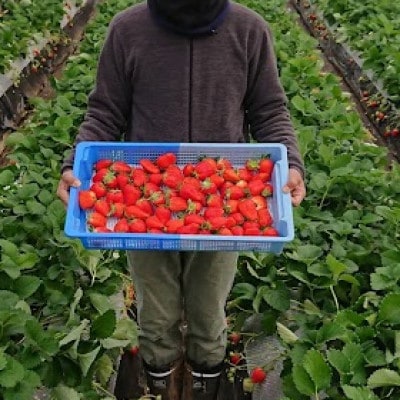 山梨県産坂の上のいちご280g×2【配送不可地域：離島】