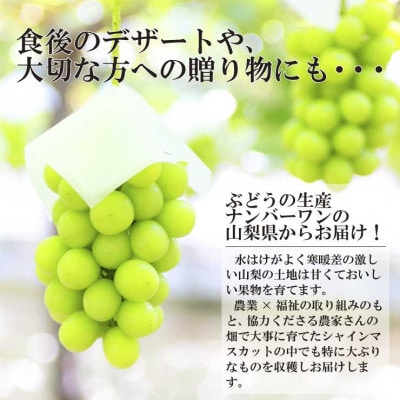 【2026年発送 先行受付】極上!農福連携シャインマスカット2房(2房1.2kg程度)【配送不可地域：離島】