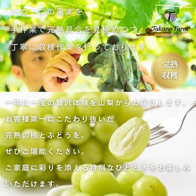 【2026年先行予約】シャインマスカット 約1.5kg 山梨市の自社農園産直!完熟収穫!【数量限定】【配送不可地域：離島】