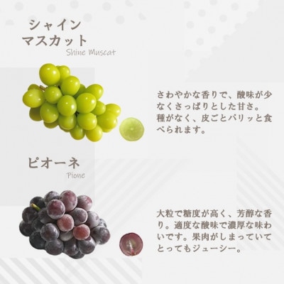 【2026年先行受付】大人気ぶどう2種盛り合わせ　シャインマスカット・ピオーネ　計1kg以上【配送不可地域：離島】