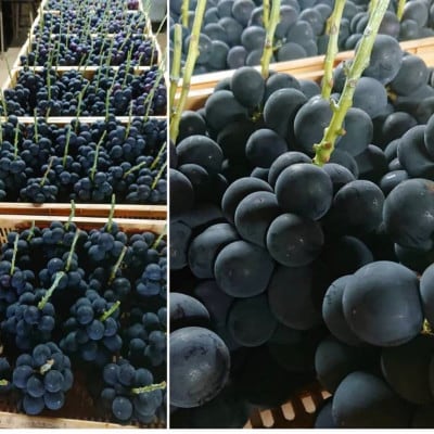 【2026年先行受付】産地直送 山梨市産 巨峰2房【配送不可地域：離島】