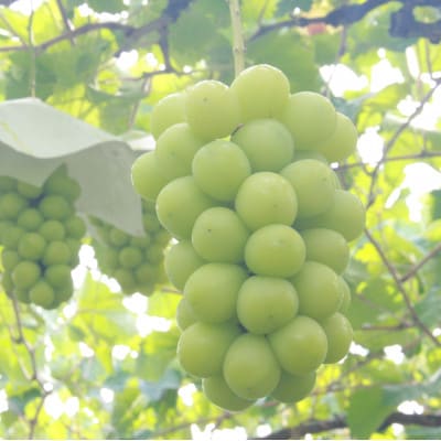 【2026年発送】厳選!シャインマスカット約1.8～2.0kg　3～5房入り【配送不可地域：離島】