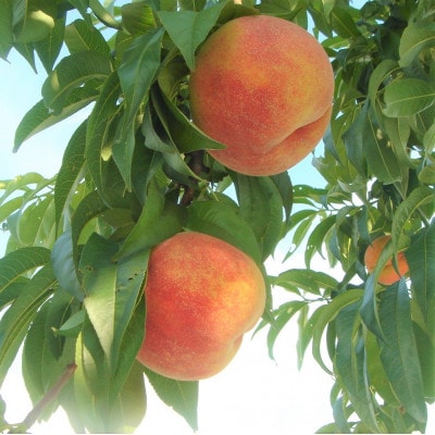 《2026年発送　先行受付》朝もぎ直送!『黄桃系』5～8玉  選び抜かれた桃【配送不可地域：離島】