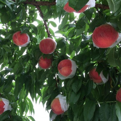 人気ゴールデン番組で話題沸騰!桃通が好む硬甘桃お試し約1kg8月中旬より発送【配送不可地域：離島・北海道・沖縄県・中国・四国・九州】