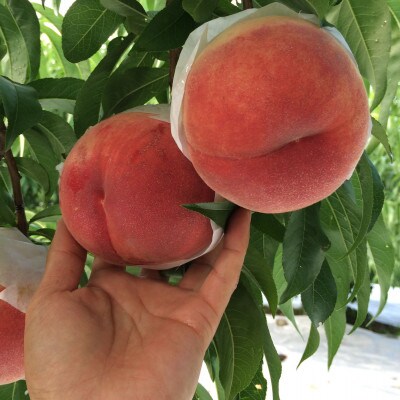 やみつきリピーター続出!桃通が好む本場山梨の味『硬甘桃』7月下旬より発送【配送不可地域：離島・北海道・沖縄県・中国・四国・九州】