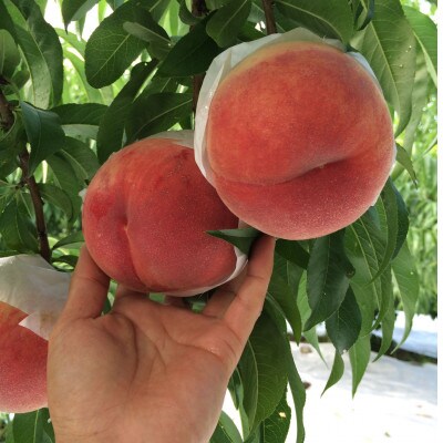 【やみつきリピーター続出】桃通が好む本場山梨の味『硬甘桃』2026年7月中旬より順次発送【配送不可地域：離島・北海道・沖縄県・中国・四国・九州】