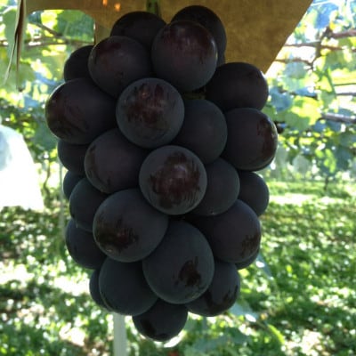 【2026年先行予約】山梨市産　牧丘産　巨峰2房　約1.0kg(2～3房)【配送不可地域：離島】